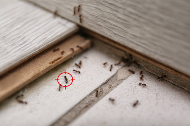Best Bird Control  in Ddleville, MI
