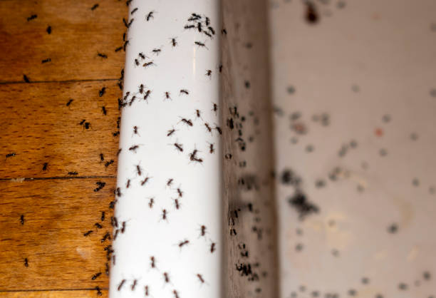 Best Pest Control Near Me  in Ddleville, MI